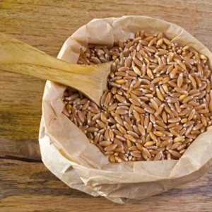 wht is khapli flour or emmer wheat